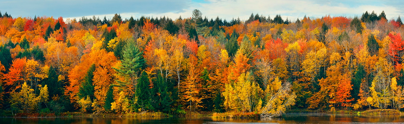 Forêt Canadienne